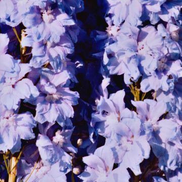 Delphinium Pacific-hybrid Misty Mauves - Speronella