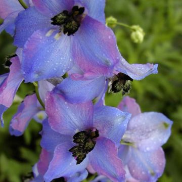 Delphinium Pacific-hybrid Ouvertüre - Speronella