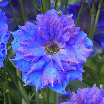 Delphinium elatum Pagan Purples - Speronella elevata