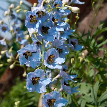 Delphinium Pacific-hybrid Perlmutterbaum - Speronella