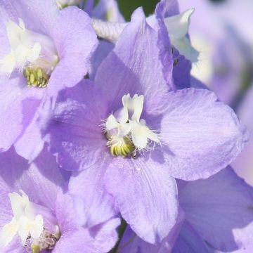 Delphinium belladona Delphinium belladonna Capri - Speronella