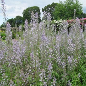 Delphinium requienii - Speronella