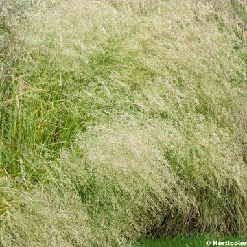 Deschampsia caespitosa Bronzeschleier