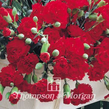 Dianthus caryophyllus Trailing Carnations Mixed - Garofano comune