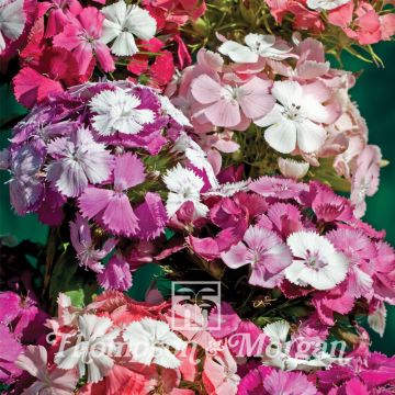 Dianthus barbatus Kaleidoscope Mixed - Garofano dei poeti
