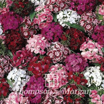 Dianthus barbatus Summer Sundae - Garofano dei poeti