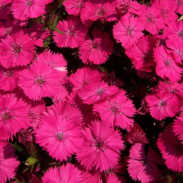 Dianthus barbatus Pink Beauty - Garofano dei poeti