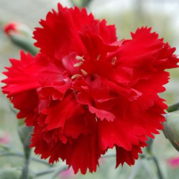 Dianthus plumarius Lady in Red - Garofano strisciante