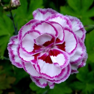 Dianthus plumarius Moulin Rouge - Garofano strisciante