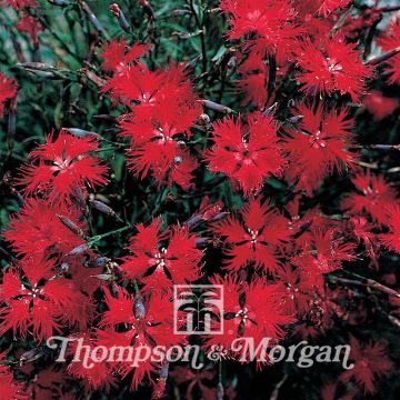 Dianthus superbus Crimsonia - Garofanino frangiato