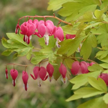 Dicentra spectabilis Yellow Leaf - Cuore di Maria
