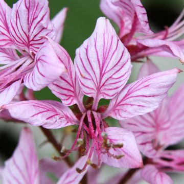 Dictamnus albus var. purpureus - Dittamo