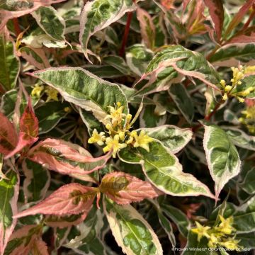 Diervilla Kodiak Mixx Diervilla Kodiak Mixx