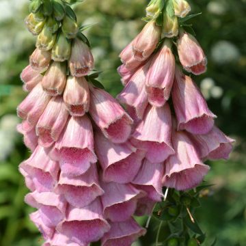 Digitalis mertonensis Summer King - Digitale