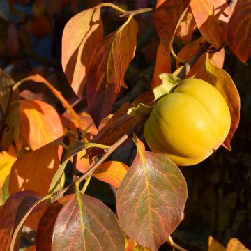 Diospyros kaki - Cachi