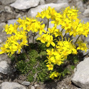 Draba aizoides - Draba gialla Draba aizoides - Draba gialla