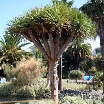 Dracaena draco - Albero del drago