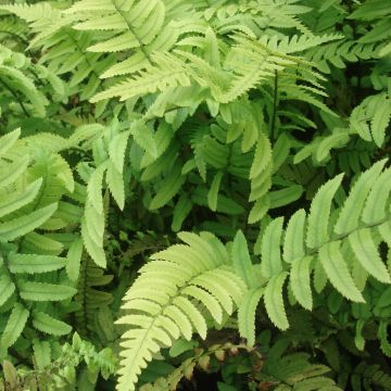 Dryopteris cycadina