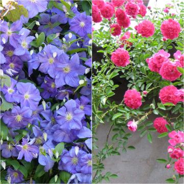 Duo Abbondanza - Clematide Perle d'Azur e Rosa Excelsa