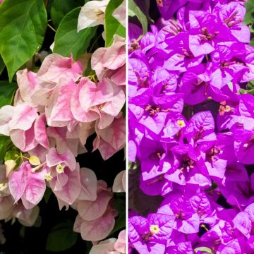 Bougainvillea Duo