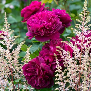Duo Cardinal - Duo di Rosa e Astilbe