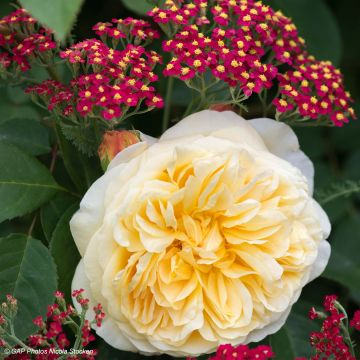 Duo Campestre - Duo di Rosa e di Achillea
