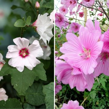 Collezione Lavatera