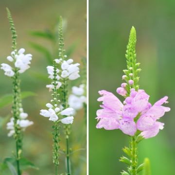 Duo di Physostegie bianche e rosa