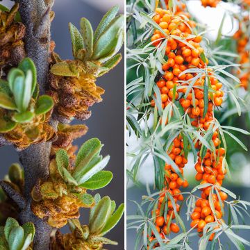 Duo di Olivello spinoso maschio e femmina