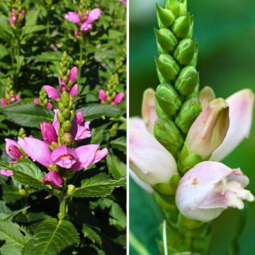 Duo di Chelone bianca e rosa