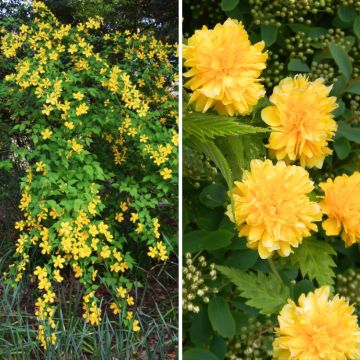 Duo Kerrie - Kerria Giapponese