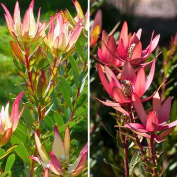 Duo di Leucadendron