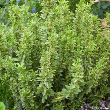 Fusaria giapponese Microphyllus Albovariegatus