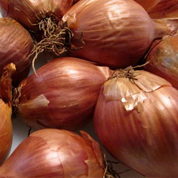 Scalogno rosa Ardente