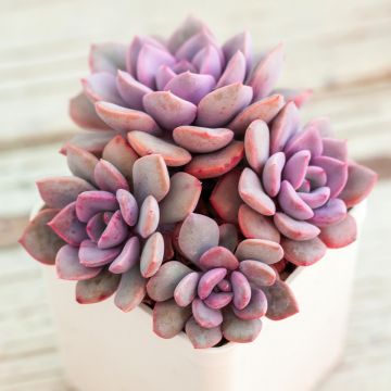 Echeveria Debbie