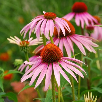 Echinacea purpurea BIO (semi)