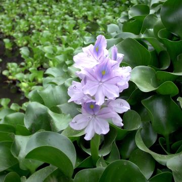 Eichhorna crassipes - Giacinto d'acqua