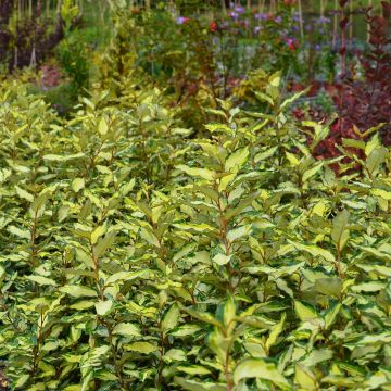 Elaeagnus ebbingei Maryline - Eleagno