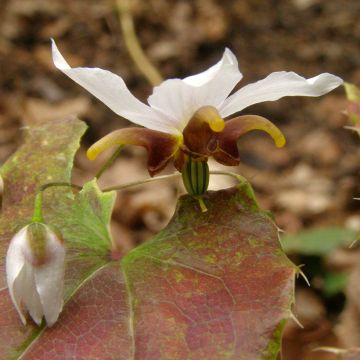 Epimedium Amanogawa Epimedium Amanogawa