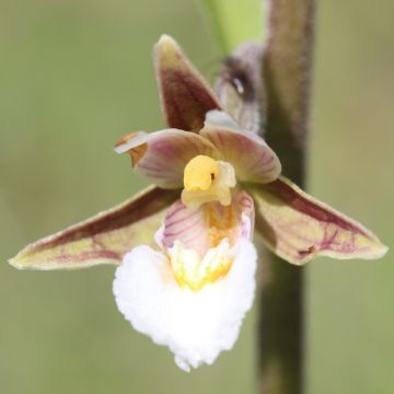 Epipactis palustris - Elleborine palustre