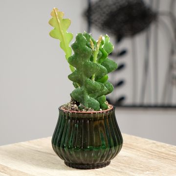 Epiphyllum anguliger - Cactus a lisca di pesce