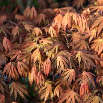 Acer palmatum Ariadne - Acero giapponese