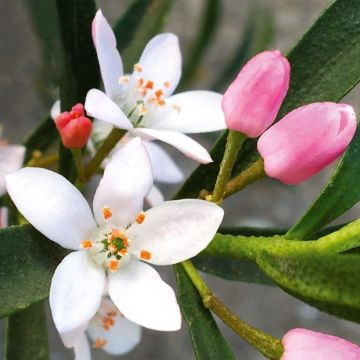 Eriostemon myoporoides Flower Girl Pink - Philotheca Eriostemon myoporoides Flower Girl Pink - Philotheca