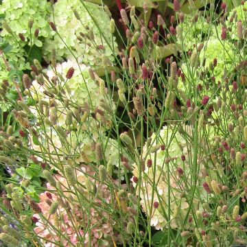 Eryngium ebracteatum var. poterioides