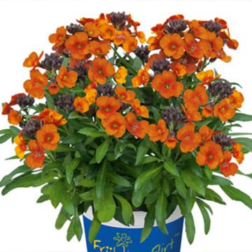 Erysimum linifolium Winter Touch - Violaciocca