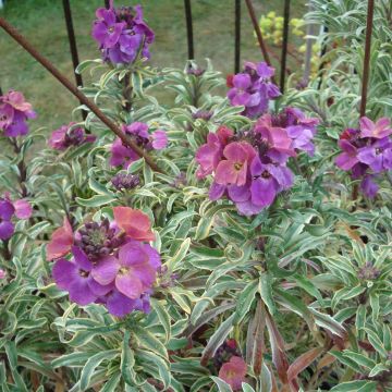 Erysimum linifolium Variegatum - Violaciocca