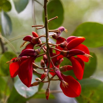 Erythrina crista-galli (semi)