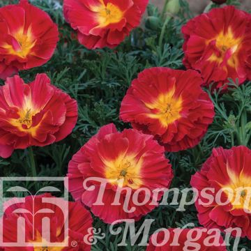 Eschscholzia Cherry Swirl - Papavero della California