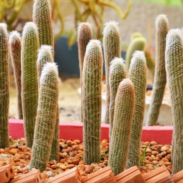 Espostoa churinensis - Cacto peloso