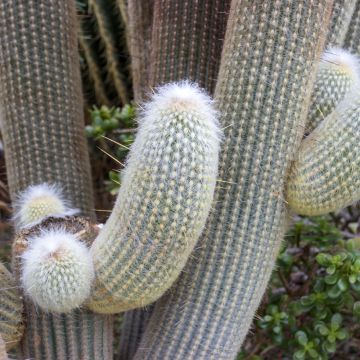 Espostoa lanata - Cactus lanato